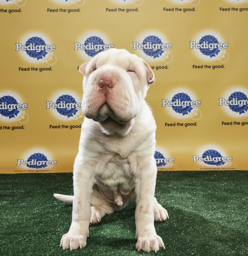 WHO’S A GOOD SQUISHY ANGEL FACE. Image: Animal Planet